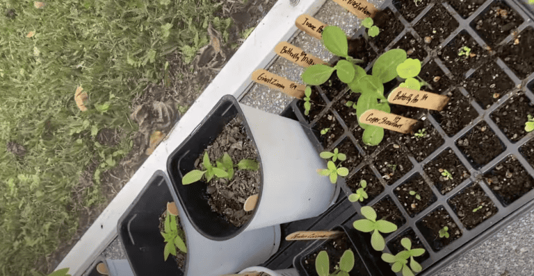 Exciting August Florida Garden Plan: What to Plant Now